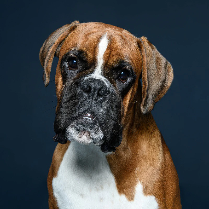 Photographe d'animaux à Vertou (Agglomération de Nantes, Loire-Atlantique - 44) - Studio Loïc Photographe