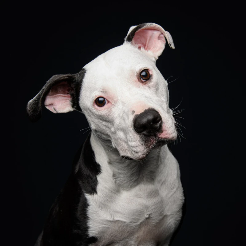 Photographe d'animaux à Vertou (Agglomération de Nantes, Loire-Atlantique - 44) - Studio Loïc Photographe